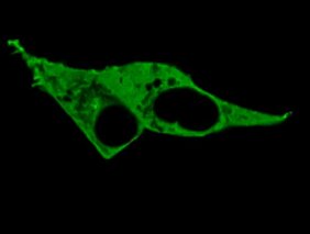 Dargestellt sind Zellen, die eines der Nanoruler exprimieren, mit denen Forscher*innen nanometergroße cAMP-Gradienten in intakten Zellen abbilden können. 