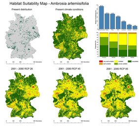 Ausbreitung für Ambrosia artemisiifolia