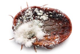 Die südliche Rinderzecke