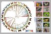 Der Species Beauty Index (SBI) europäischer Schmetterlinge Der Species Beauty Index (SBI) europäischer Schmetterlinge mit Bildern von Schmetterlingen
