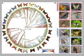 Der Species Beauty Index (SBI) europäischer Schmetterlinge Der Species Beauty Index (SBI) europäischer Schmetterlinge mit Bildern von Schmetterlingen