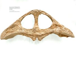 Fossil eines Schädels 