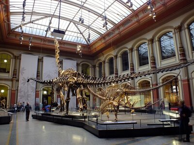 Blick in das Naturkundemuseum Berlin