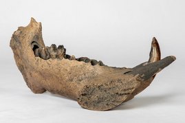 Linkes Unterkiefer-Fragment eines weiblichen Flusspferdes aus den Reiss-Engelhorn-Museen Mannheim 