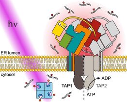 Grafik Immunsystem im Rampenlicht 