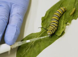 Eine Raupe wird mit einer Milchpipette gefüttert