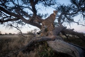 Gepard am Markierungsbaum Gepard am Markierungsbaum
