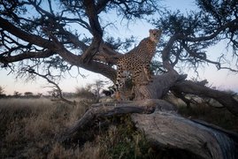 Gepard am Markierungsbaum Gepard am Markierungsbaum