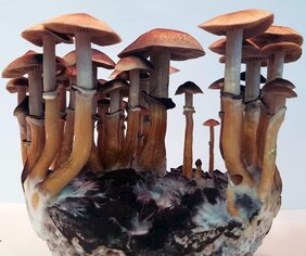 Der kubanische Kahlkopf, Psilocybe cubensis, verfärbt sich durch eine Verletzung an der Unterseite blau. Er war Teil der zugrundeliegenden Untersuchungen. 