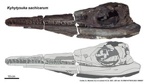 Rekonstruktion des Schädels der neu beschriebenen Ichthyosaurier-Gattung Kyhytysuka sachicarum 