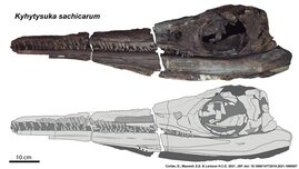 Rekonstruktion des Schädels der neu beschriebenen Ichthyosaurier-Gattung Kyhytysuka sachicarum 