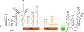 Regulatorische RNA-Elemente des SARS-CoV2-Genoms.