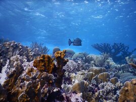 Gesundes Korallenriff in Blue Bay, Curaçao, Karibik  