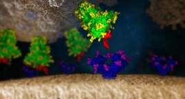 Das SARS-CoV-2-Virus interagiert mit einer menschlichen Zelle  