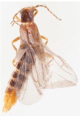Präparat der neu entdeckten Federleuchtkäfer-Art: Adendrocera carmelita.