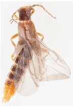 Präparat der neu entdeckten Federleuchtkäfer-Art: Adendrocera carmelita.