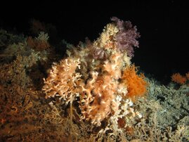  Kolonie der Kaltwasserkoralle Lophelia pertusa