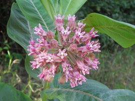 Die wärmeliebende Seidenpflanze breitet sich in den Tieflagen Österreichs zunehmen aus.