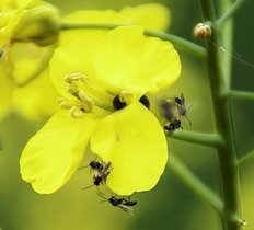 Schlupfwespen an einer Raps-Blüte Schlupfwespen an einer Raps-Blüte