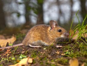 Bei Gelbhalsmäusen im betroffenen Zoo und in der Umgebung wurde Rustrela-Virus festgestellt.  