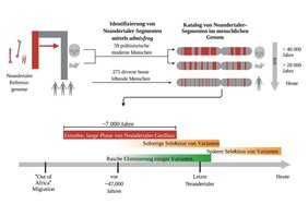 Grafik  Genabschnitte mit Neandertaler-Abstammung 