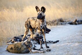 Afrikanische Wildhunde im Moremi Game Reserve in Botswana