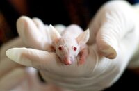 Chemikalien testen ohne Tierversuche an Nagetieren