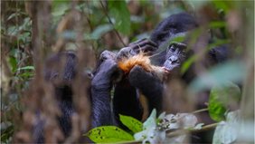 Weibliche Bonobos jagen Affen Weibliche Bonobos jagen Affen