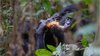Weibliche Bonobos jagen Affen
