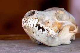 Abnutzungsspuren auf Seehundzähnen untersucht Seehundschädel