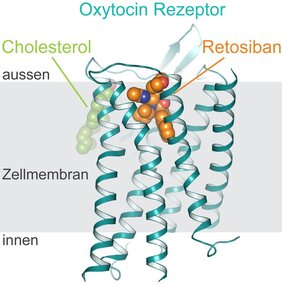 Struktur des Oxytocin-Rezeptors in der Zellmembran