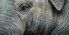 Asiatischer Elefant