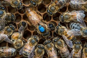 Die Bienenkönigin (Bildmitte mit dem blauen Punkt) wird von jungen Arbeiterinnen umsorgt und gefüttert.