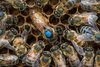 Die Bienenkönigin (Bildmitte mit dem blauen Punkt) wird von jungen Arbeiterinnen umsorgt und gefüttert.