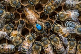 Die Bienenkönigin (Bildmitte mit dem blauen Punkt) wird von jungen Arbeiterinnen umsorgt und gefüttert. Die Bienenkönigin (Bildmitte mit dem blauen Punkt) wird von jungen Arbeiterinnen umsorgt und gefüttert.