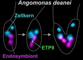 Im Trypanosomatiden Angomonas deanei teilt sich der Endosymbiont synchron mit der Wirtszelle.