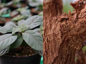 Setzling (links) und Rinde (rechts) eines Chinarindenbaums (Cinchona pubescens).