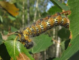 Larve des Mondvogels (Phalera bucephala) an einem Espenzweig (Populus tremula).