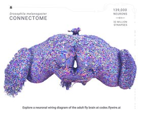 Grafik Schaltplan des Nervensystems der Taufliege