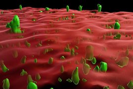 3D-Rekonstruktion eines Mikroskopbildes: Rot ist die Membran und Grün verklumptes Prionprotein. 