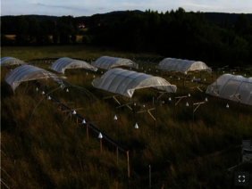 Dürre-Experimente in artenreichen Wiesen auf dem Freigelände der Universität Bayreuth 