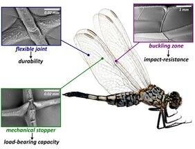 Wie Insektenflügel Kollisionen überstehen