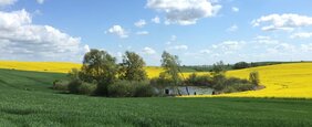 Kleingewässer mit Bäumen am Rande eines blühenden Rapsfeldes