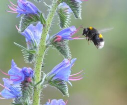 Eine Hummel fliegt zu einer Blüte