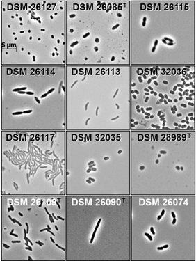 Lichtmikroskopische Bilder von Bakterien aus dem Darm-Mikrobiom der Maus 