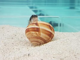 Schneckenbuntbarsche bauen sich Nester aus verlassenen Schneckenhäusern.
