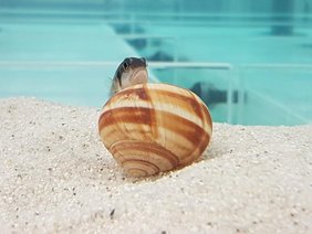 Schneckenbuntbarsche bauen sich Nester aus verlassenen Schneckenhäusern.