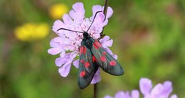 Großes Fünffleck-Widderchen Zygaena lonicerae Großes Fünffleck-Widderchen