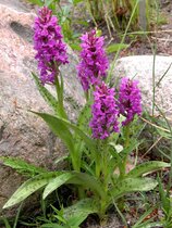 Breitblättriges Knabenkraut (Dactylorhiza majalis): Eine in Deutschland vom Aussterben bedrohte Pflanzenart. 