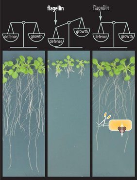 Ackerschmalwand (Arabidopsis thaliana) auf Nährmedium.